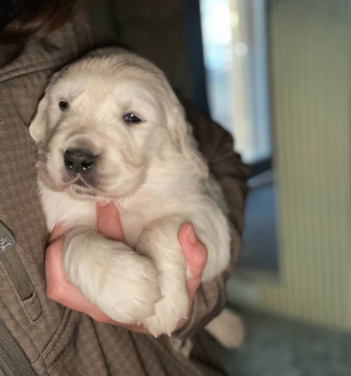 💙English CreamGolden Retriever Puppies $3500 breeder image 149
