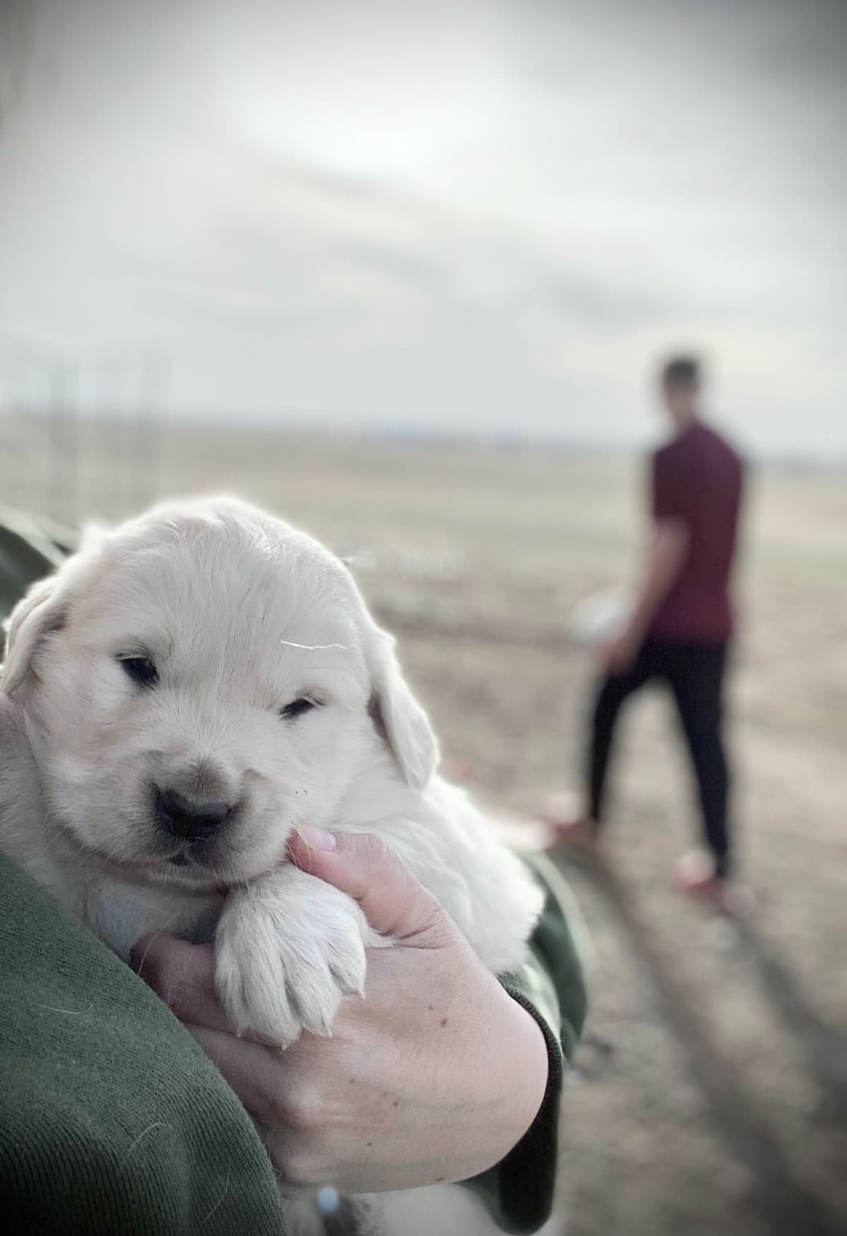 💙English CreamGolden Retriever Puppies $3500 breeder image 150