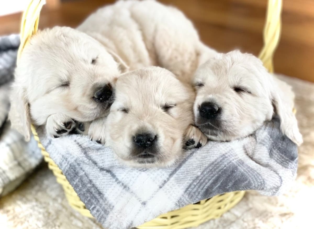 💙English CreamGolden Retriever Puppies $3500 breeder image 151