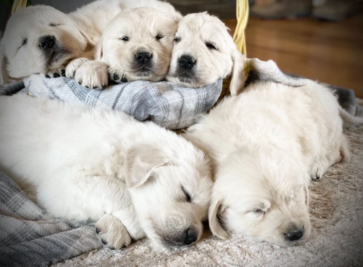 💙English CreamGolden Retriever Puppies $3500 breeder image 5