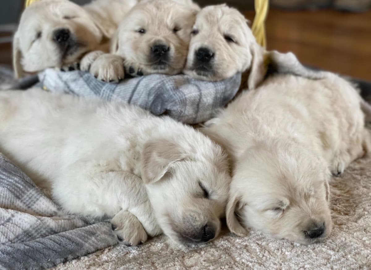 💙English CreamGolden Retriever Puppies $3500 breeder image 9