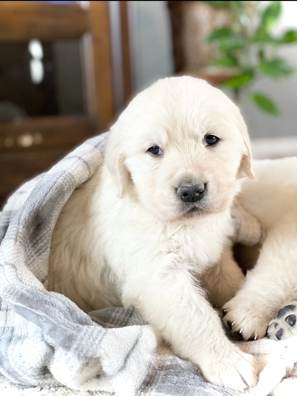 💙English CreamGolden Retriever Puppies $3500 breeder image 154