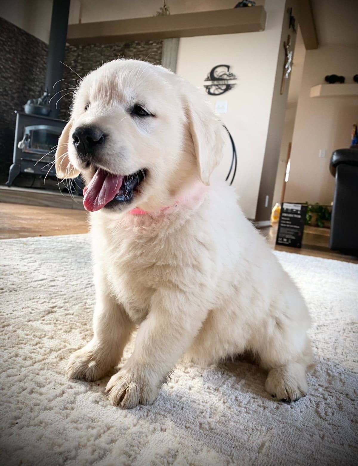 💙English CreamGolden Retriever Puppies $3500 breeder image 10