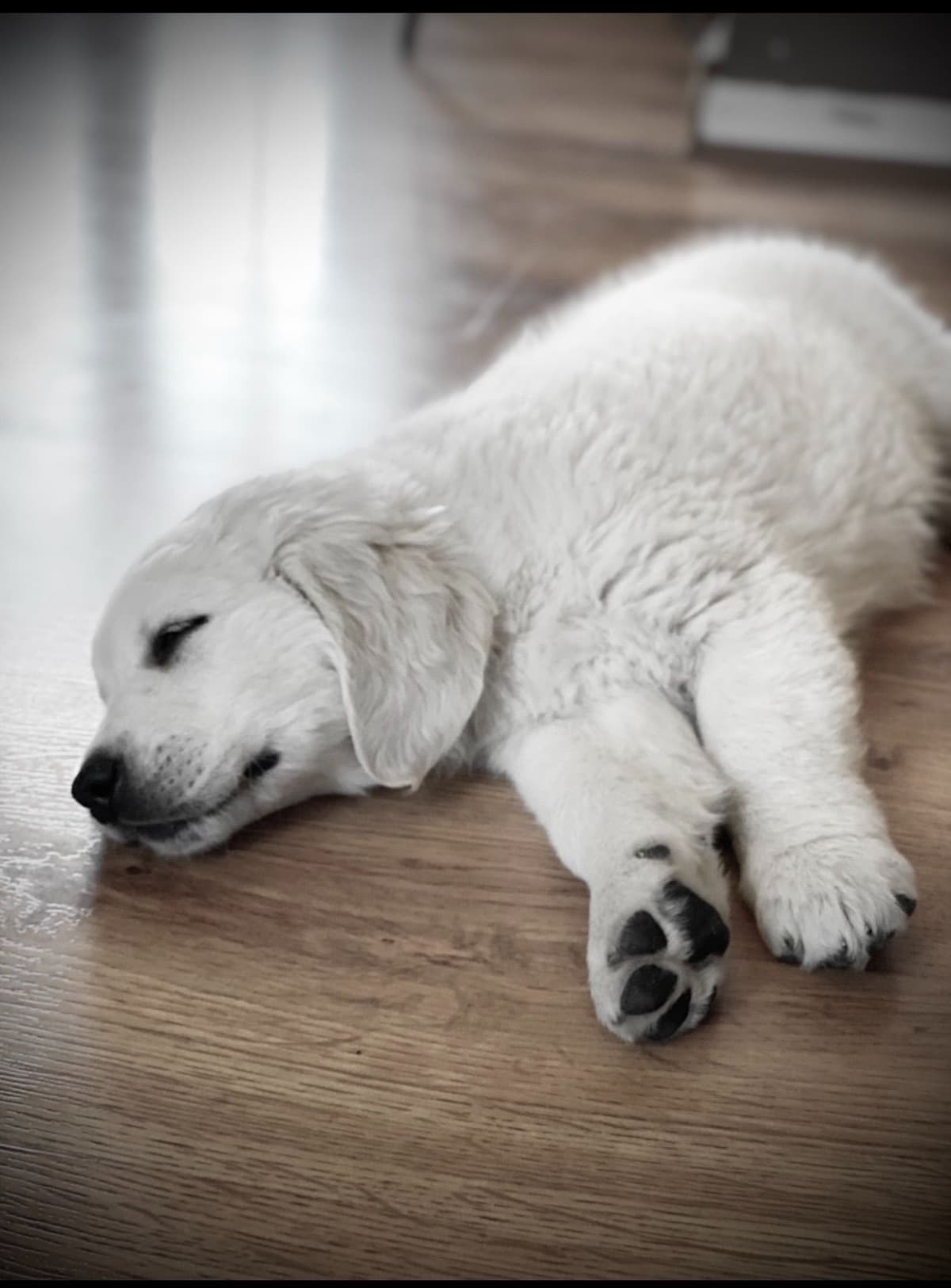 💙English CreamGolden Retriever Puppies $3500 breeder image 155