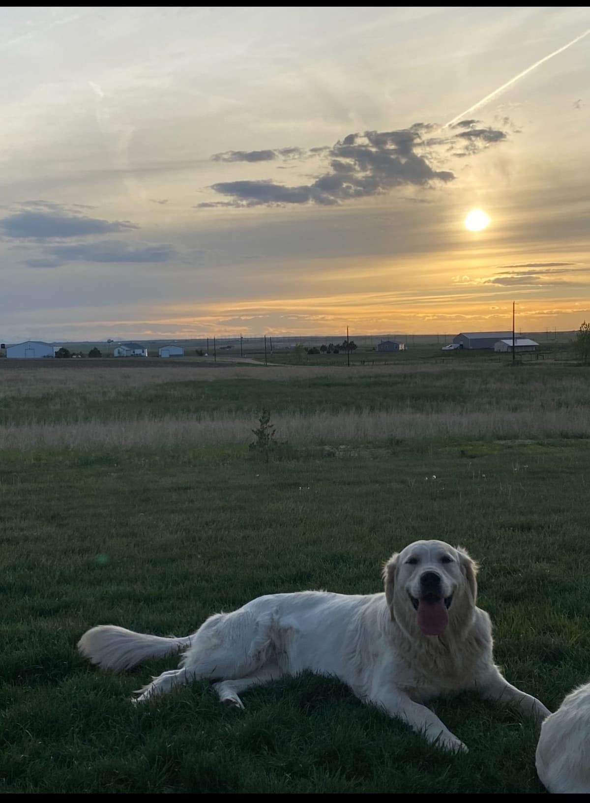 💙English CreamGolden Retriever Puppies $3500 breeder image 156