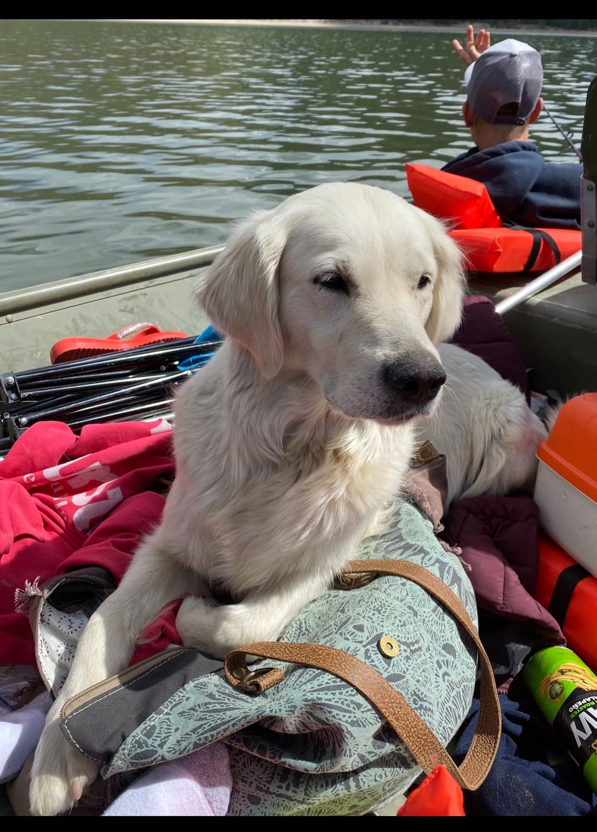 💙English CreamGolden Retriever Puppies $3500 breeder image 163