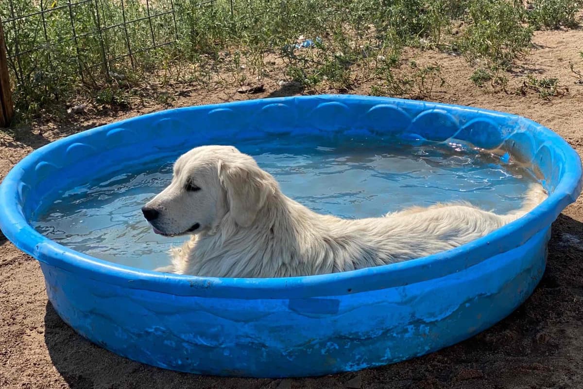 💙English CreamGolden Retriever Puppies $3500 breeder image 164