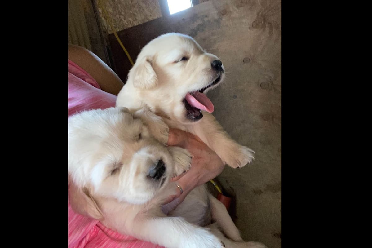 💙English CreamGolden Retriever Puppies $3500 breeder image 165
