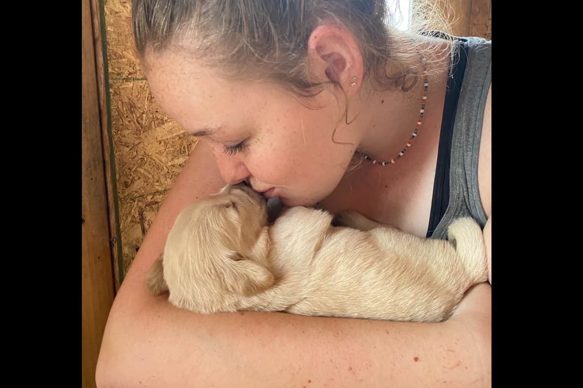 💙English CreamGolden Retriever Puppies $3500 breeder image 166