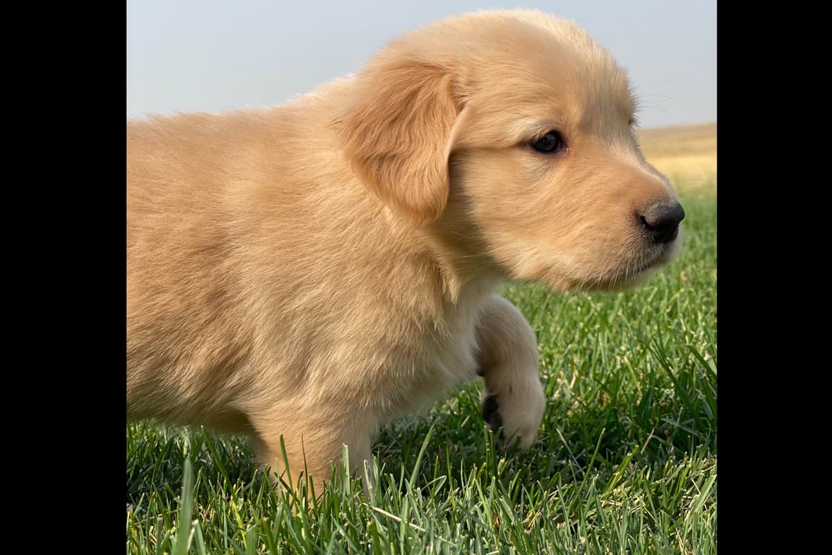 💙English CreamGolden Retriever Puppies $3500 breeder image 167