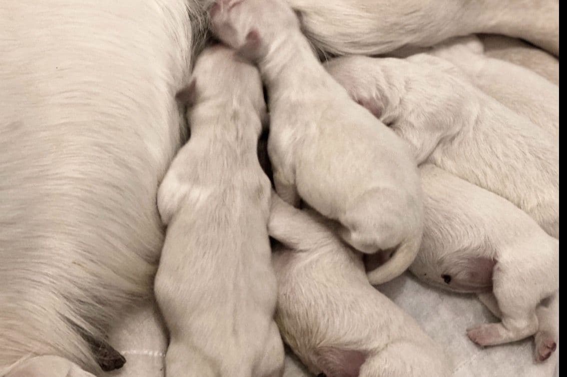 💙English CreamGolden Retriever Puppies $3500 breeder image 168