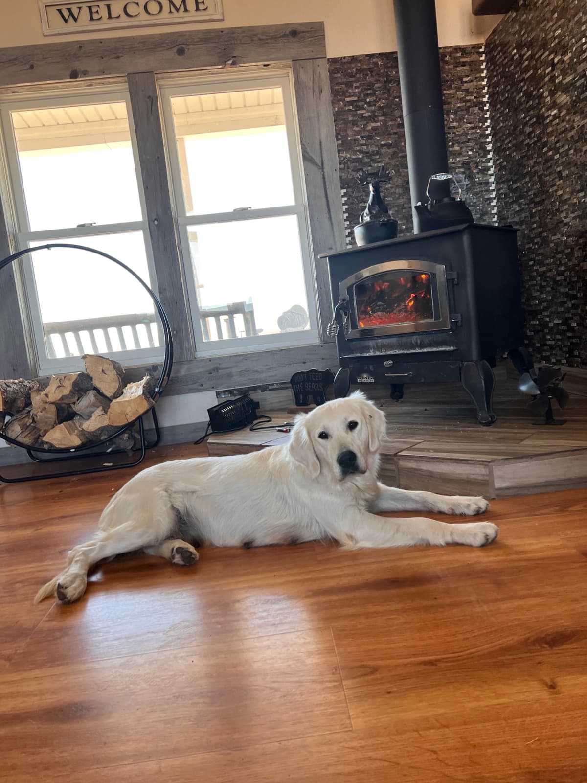 💙English CreamGolden Retriever Puppies $3500 breeder image 169
