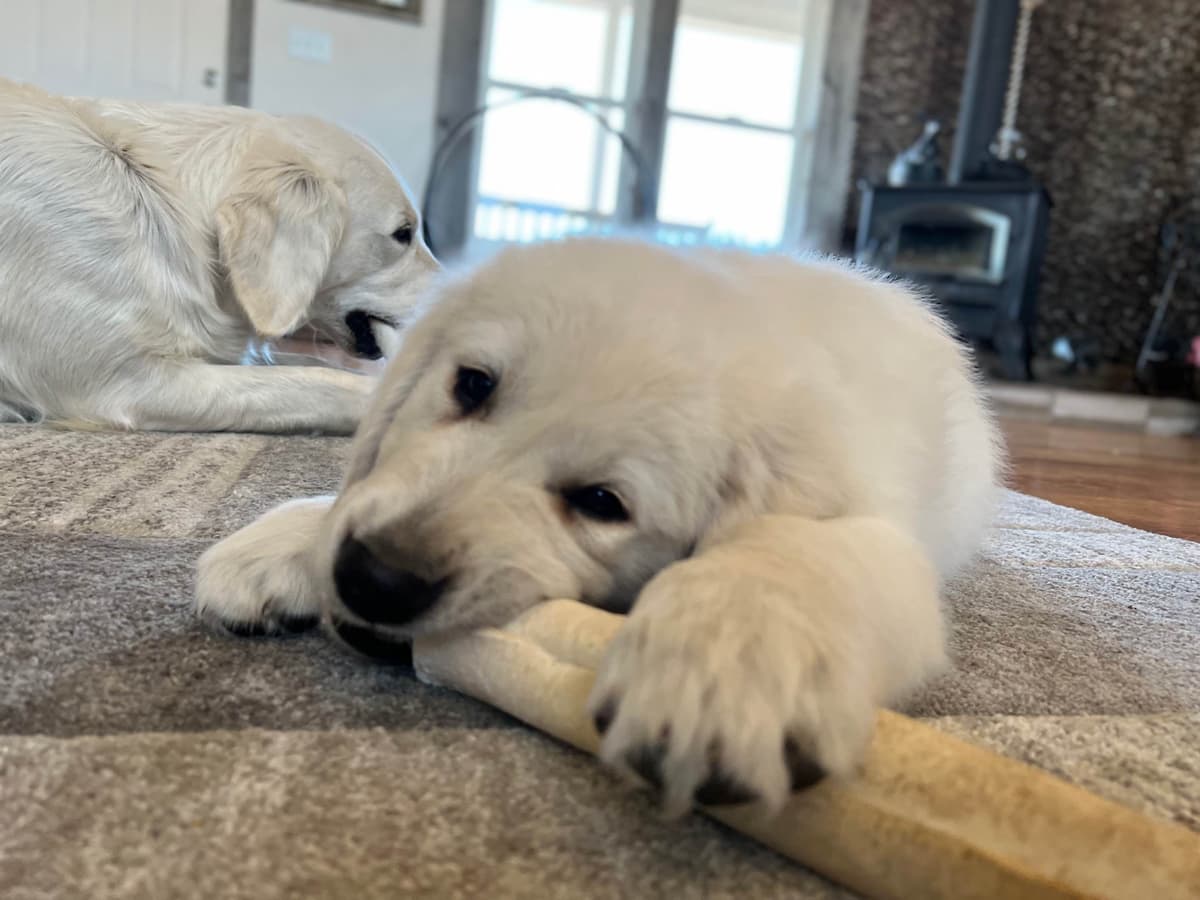 💙English CreamGolden Retriever Puppies $3500 breeder image 170