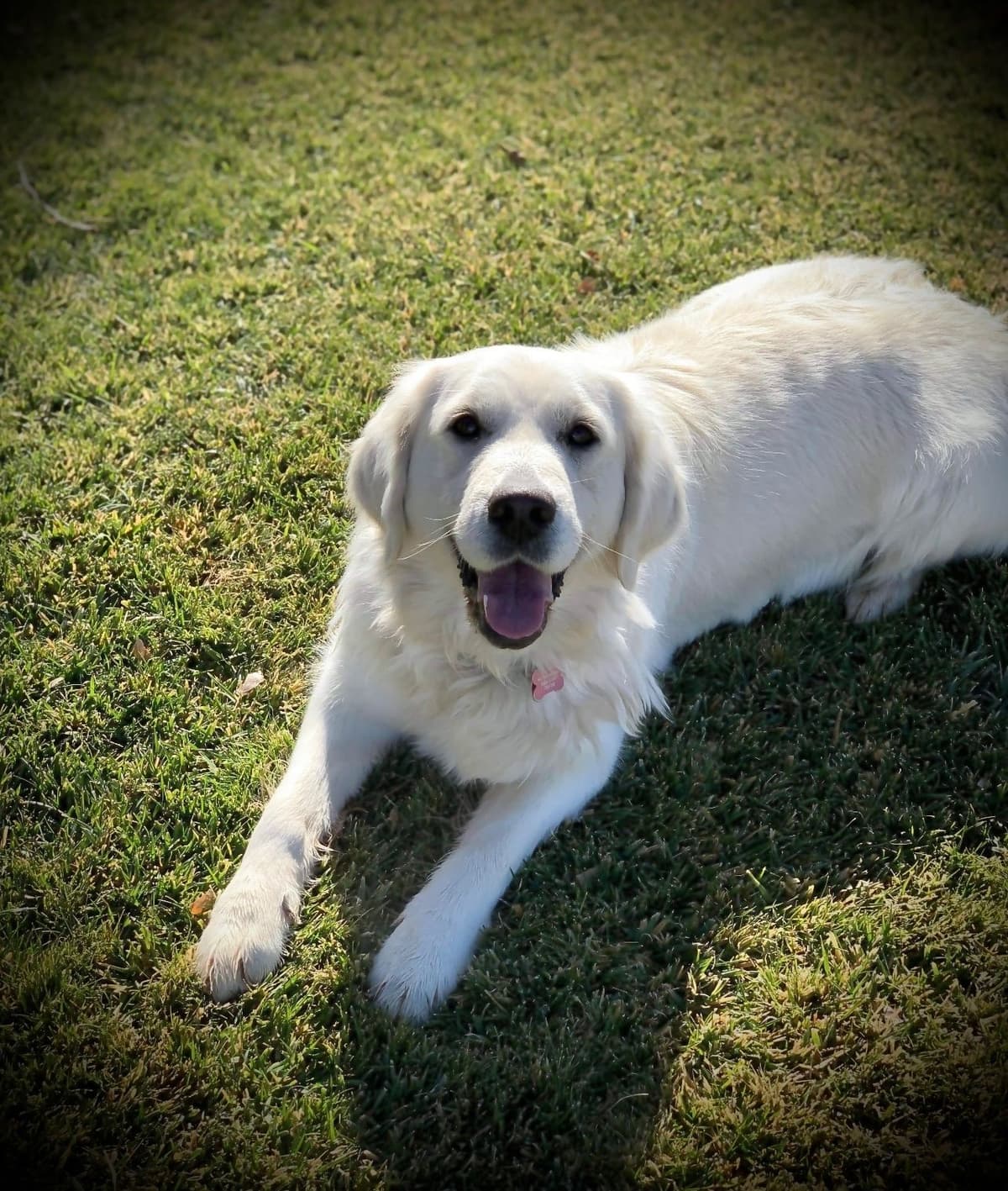 💙English CreamGolden Retriever Puppies $3500 breeder image 172