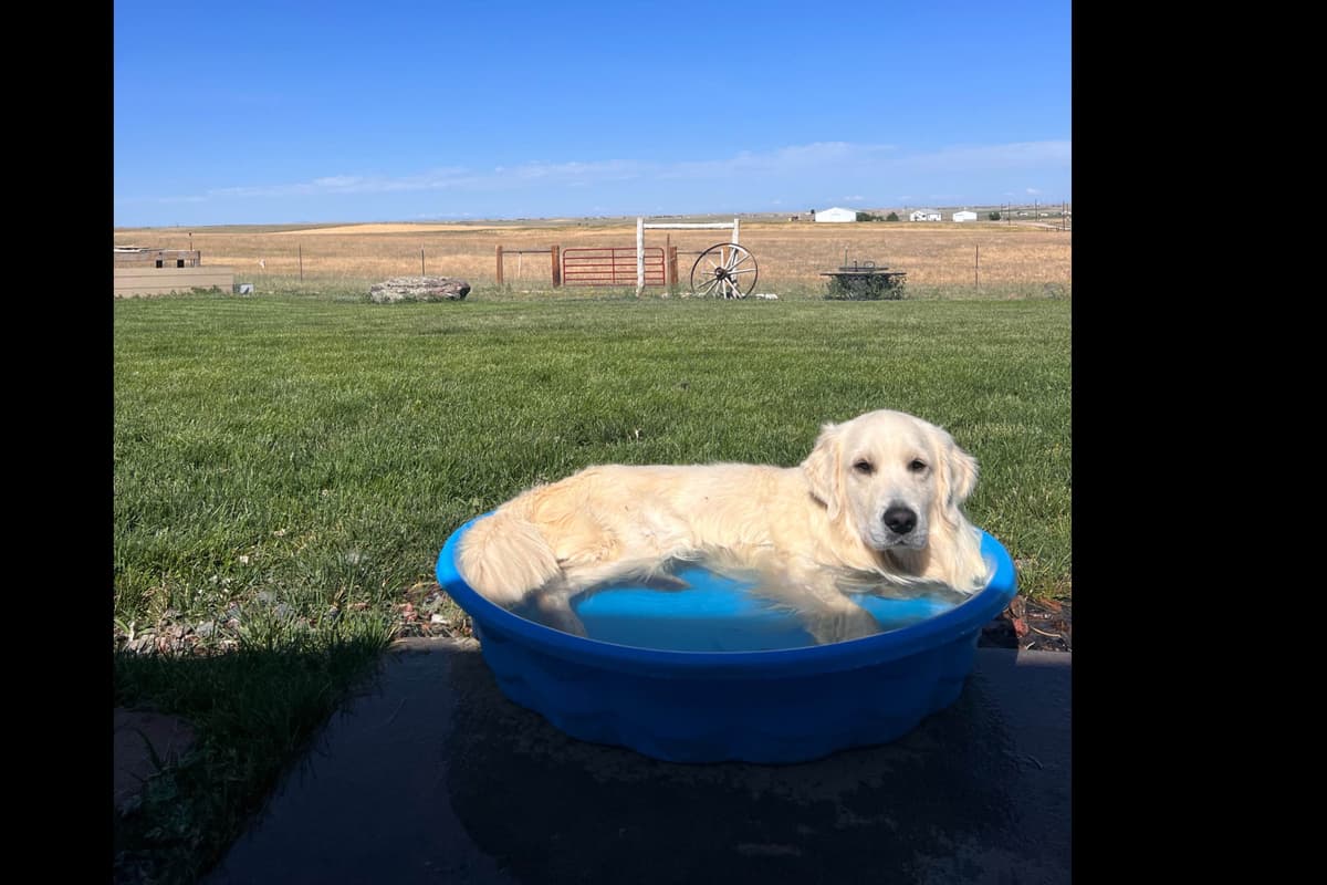 💙English CreamGolden Retriever Puppies $3500 breeder image 174