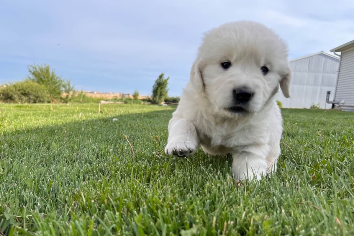 💙English CreamGolden Retriever Puppies $3500 breeder image 176