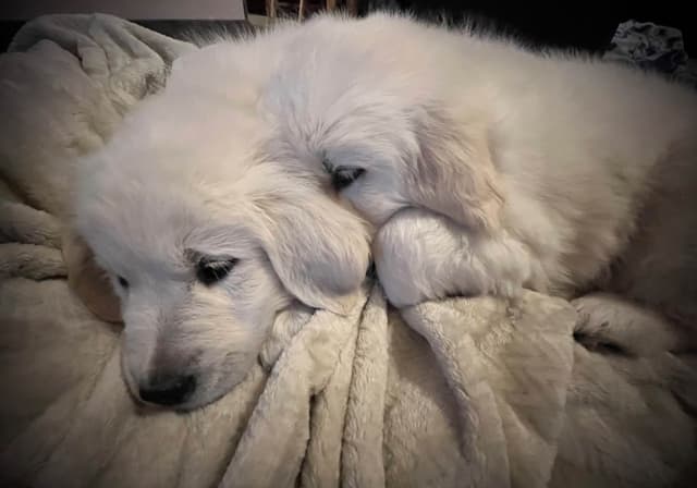 💙English CreamGolden Retriever Puppies $3500 media 2