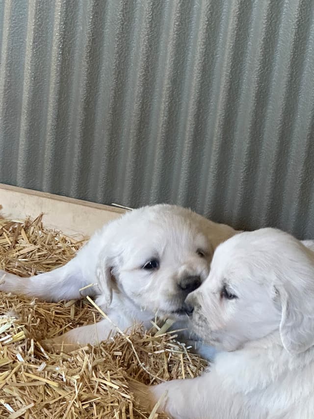 💙English CreamGolden Retriever Puppies $3500 media 4