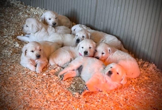 💞English Cream Golden Retriever Puppies💞 media 2