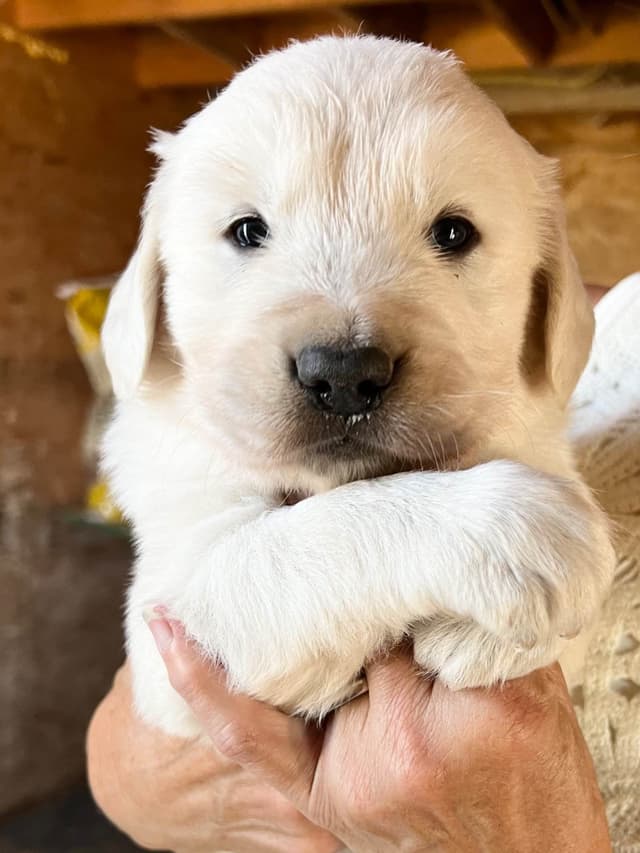 💞English Cream Golden Retriever Puppies💞 media 3