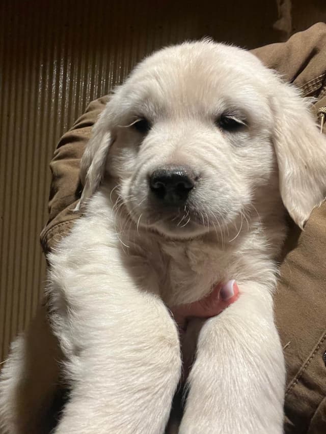 💞English Cream Golden Retriever Puppies💞 media 4
