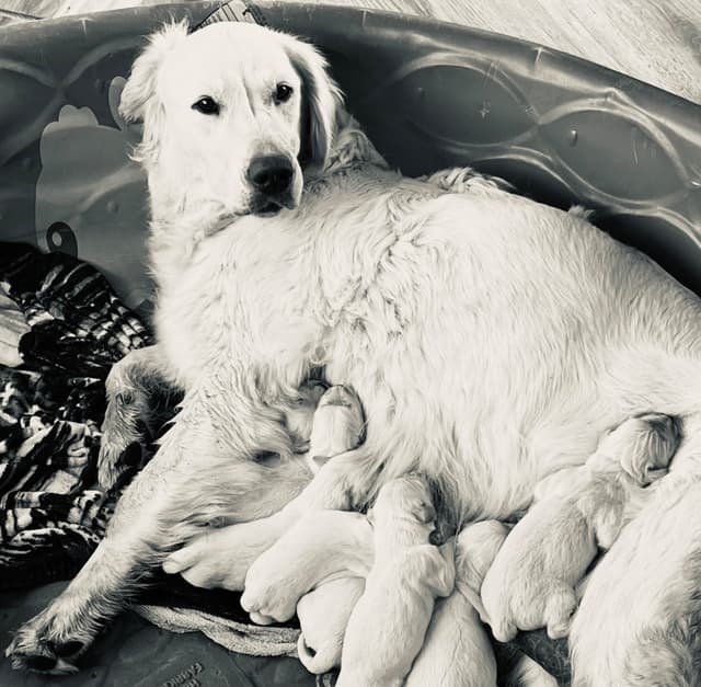 💞English Cream Golden Retriever Puppies💞 media 5