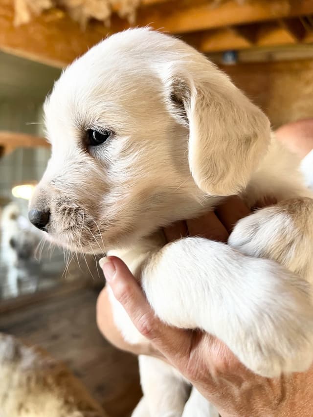 💞English Cream Golden Retriever Puppies💞 media 6