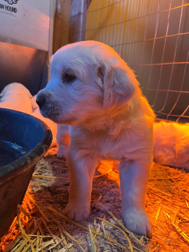 💞English Cream Golden Retriever Puppies💞 media 7