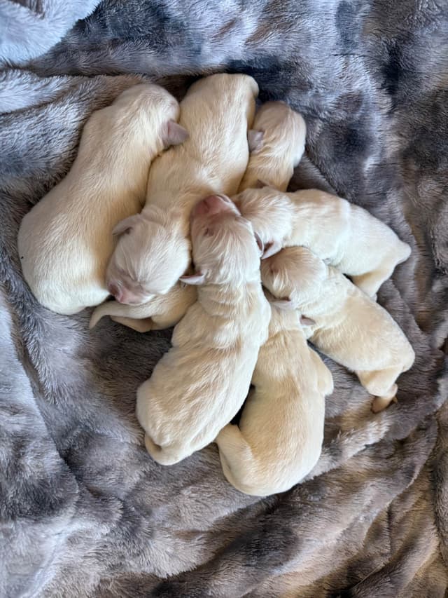 💞English Cream Golden Retriever Puppies💞 media 8