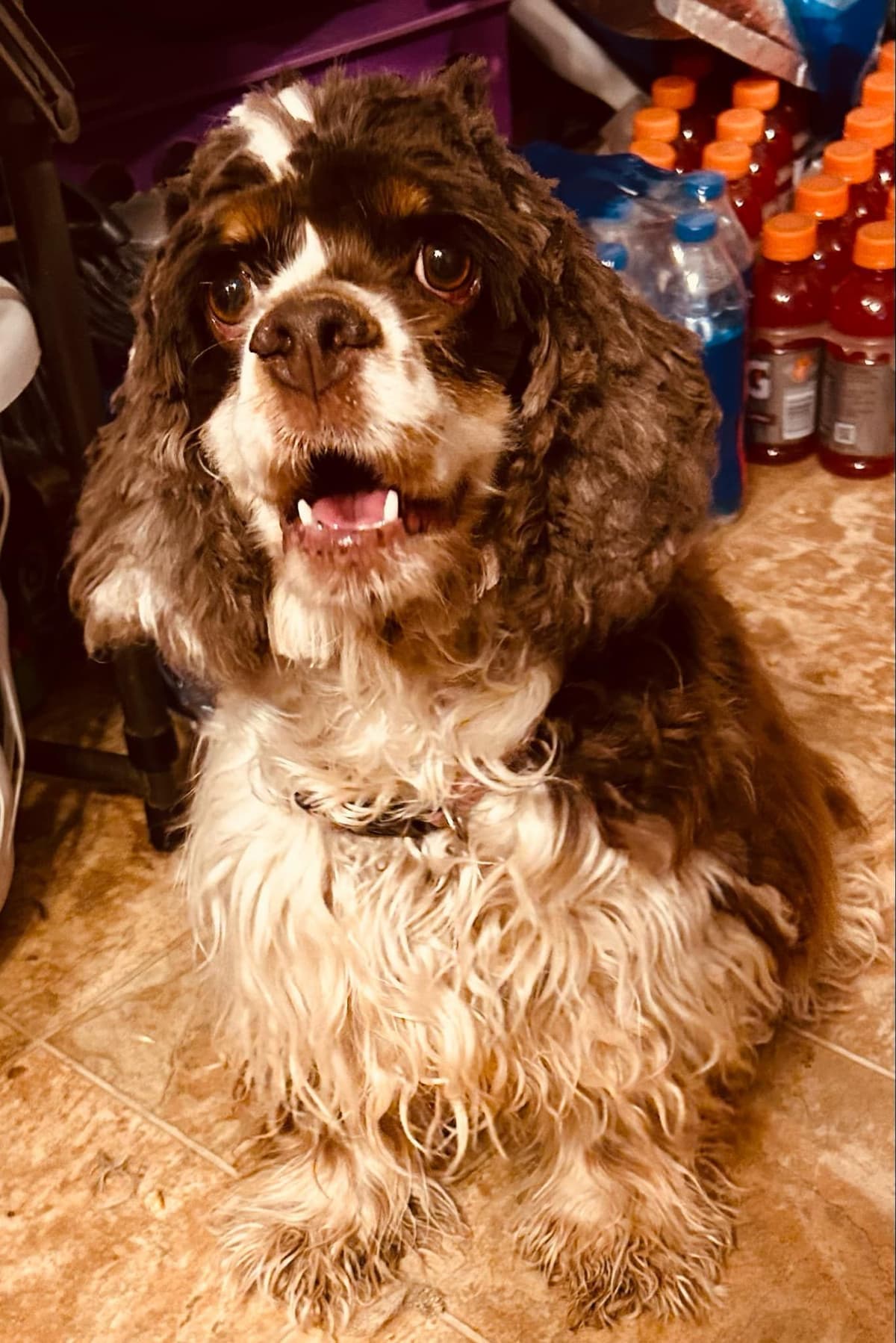 Cocker Spaniel Puppies breeder image 5