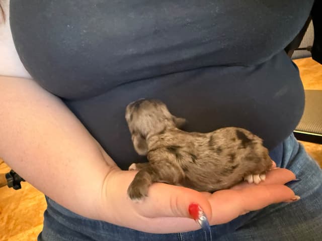 Cocker Spaniel Puppies media 2