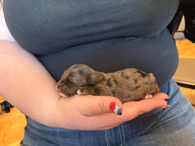 Cocker Spaniel Puppies media 3