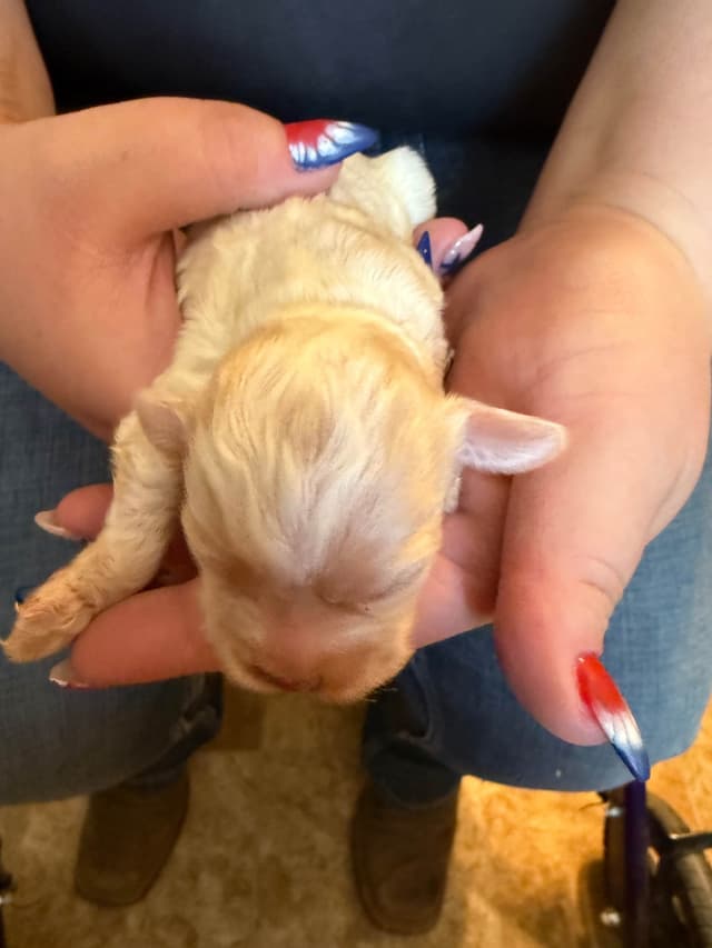 Cocker Spaniel Puppies media 9