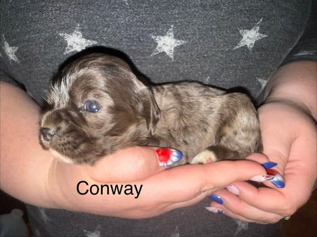 Cocker Spaniel Puppies media 5