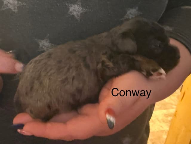 Cocker Spaniel Puppies media 4
