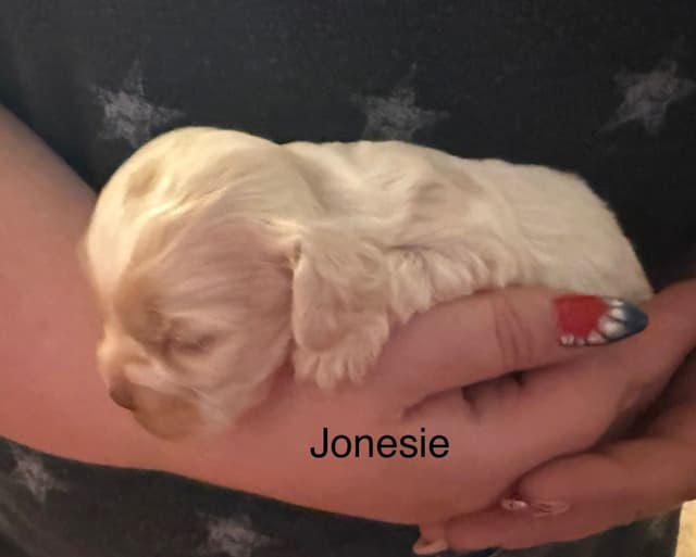 Cocker Spaniel Puppies media 10