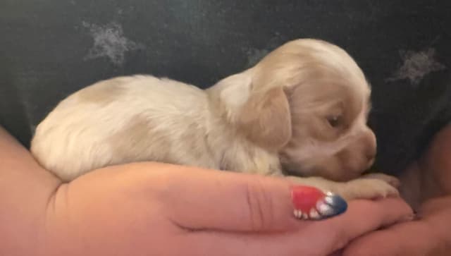 Cocker Spaniel Puppies media 11