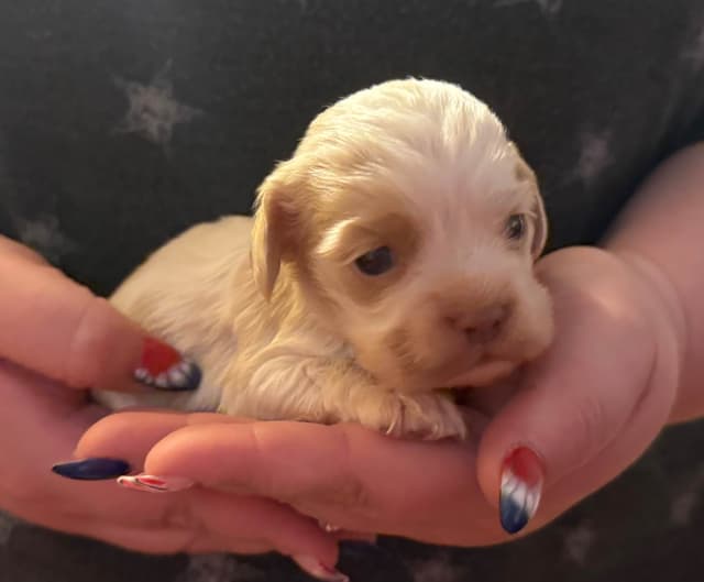 Cocker Spaniel Puppies media 13