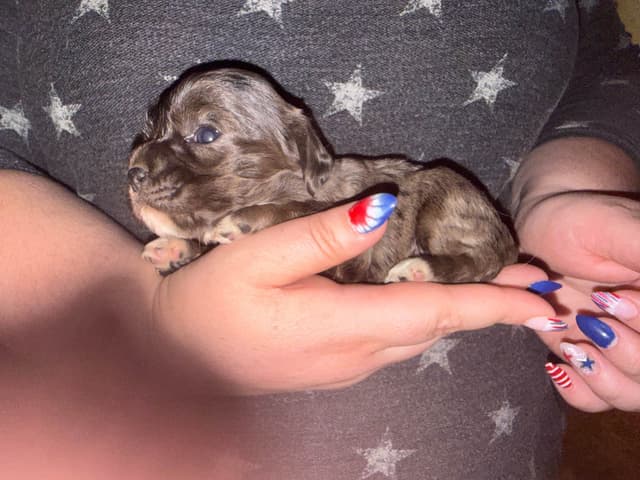 Cocker Spaniel Puppies media 6