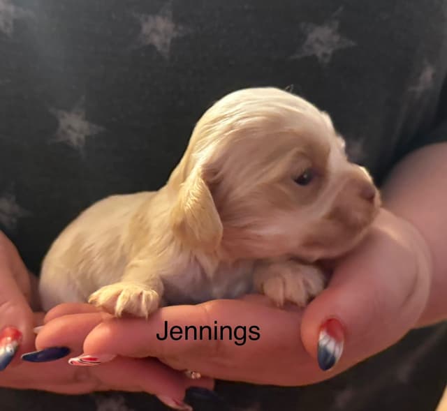 Cocker Spaniel Puppies media 12