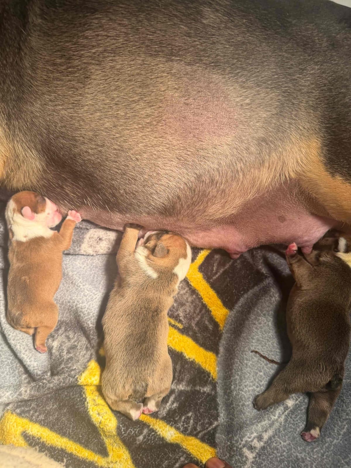 Bulldog Puppies breeder image 4