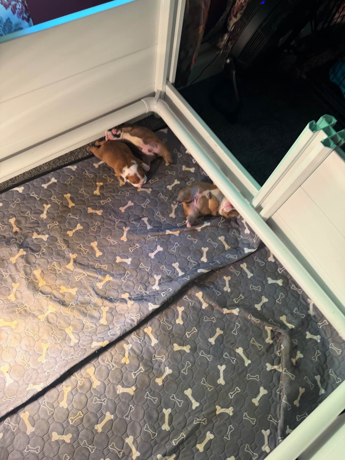 Bulldog Puppies breeder image 2