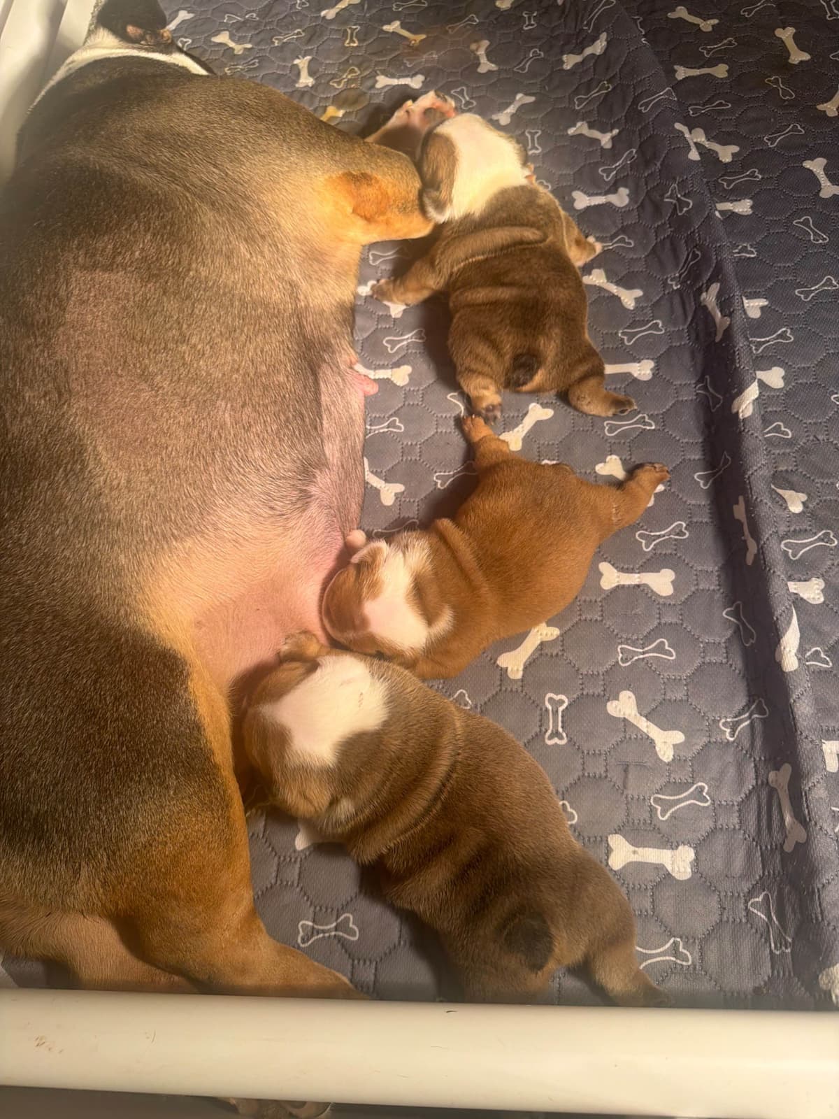 Bulldog Puppies breeder image 3