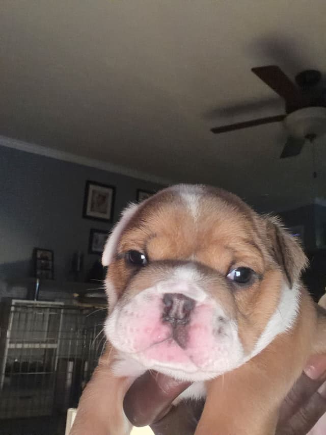 Bulldog Puppies media 3