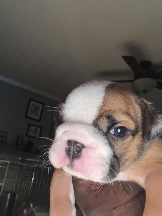 Bulldog Puppies media 5