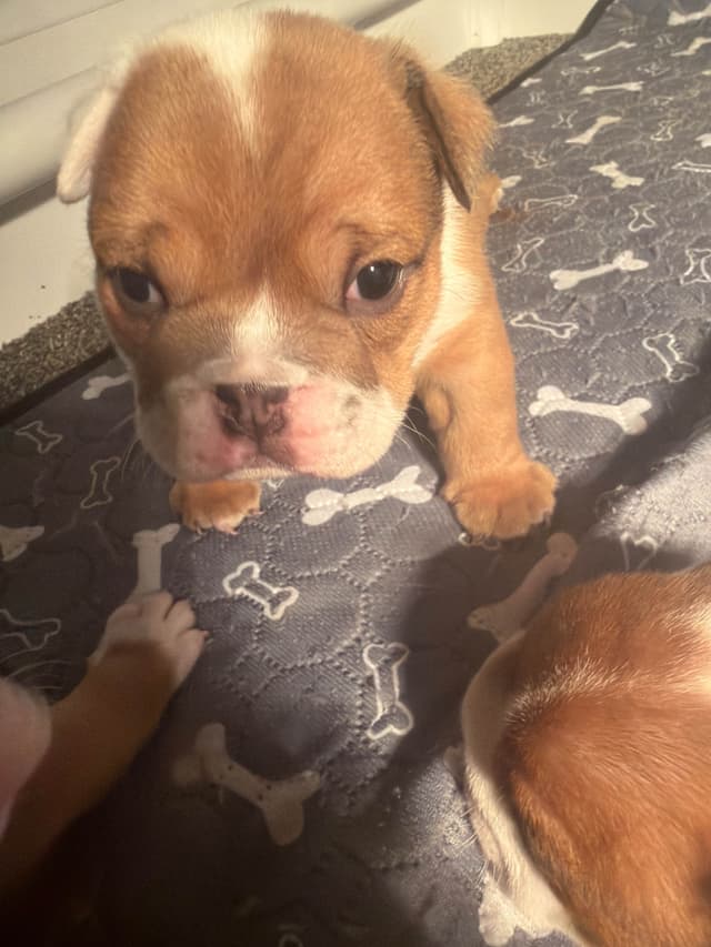 Bulldog Puppies media 7