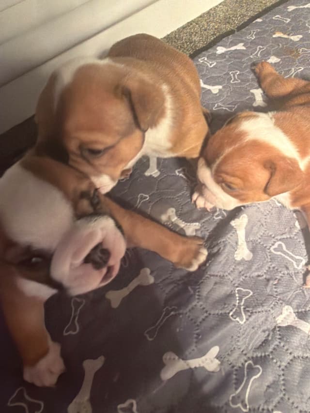 Bulldog Puppies media 8