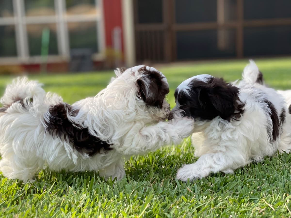 Havanese Puppies breeder image 1