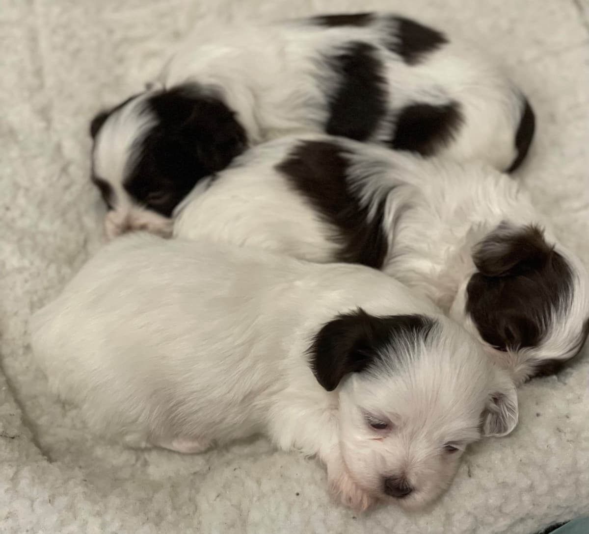 Havanese Puppies breeder image 3