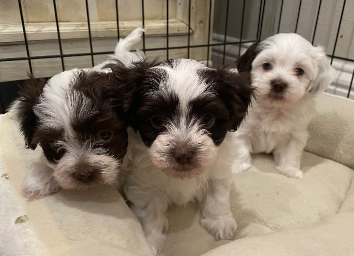 Havanese Puppies breeder image 4